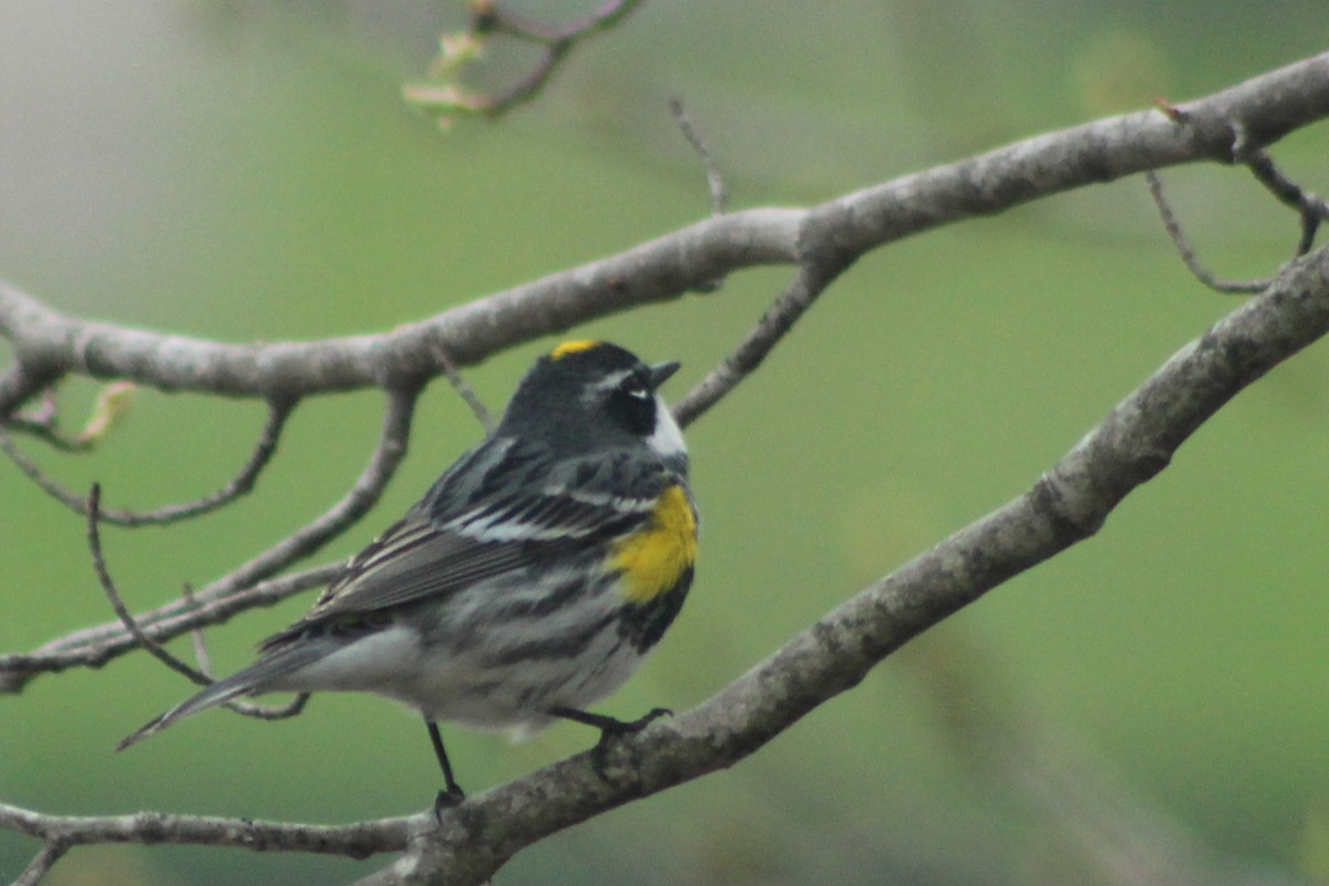 Yellow-rumped Warbler - Nick Teague