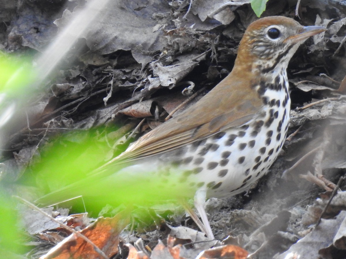 Wood Thrush - ML618337956