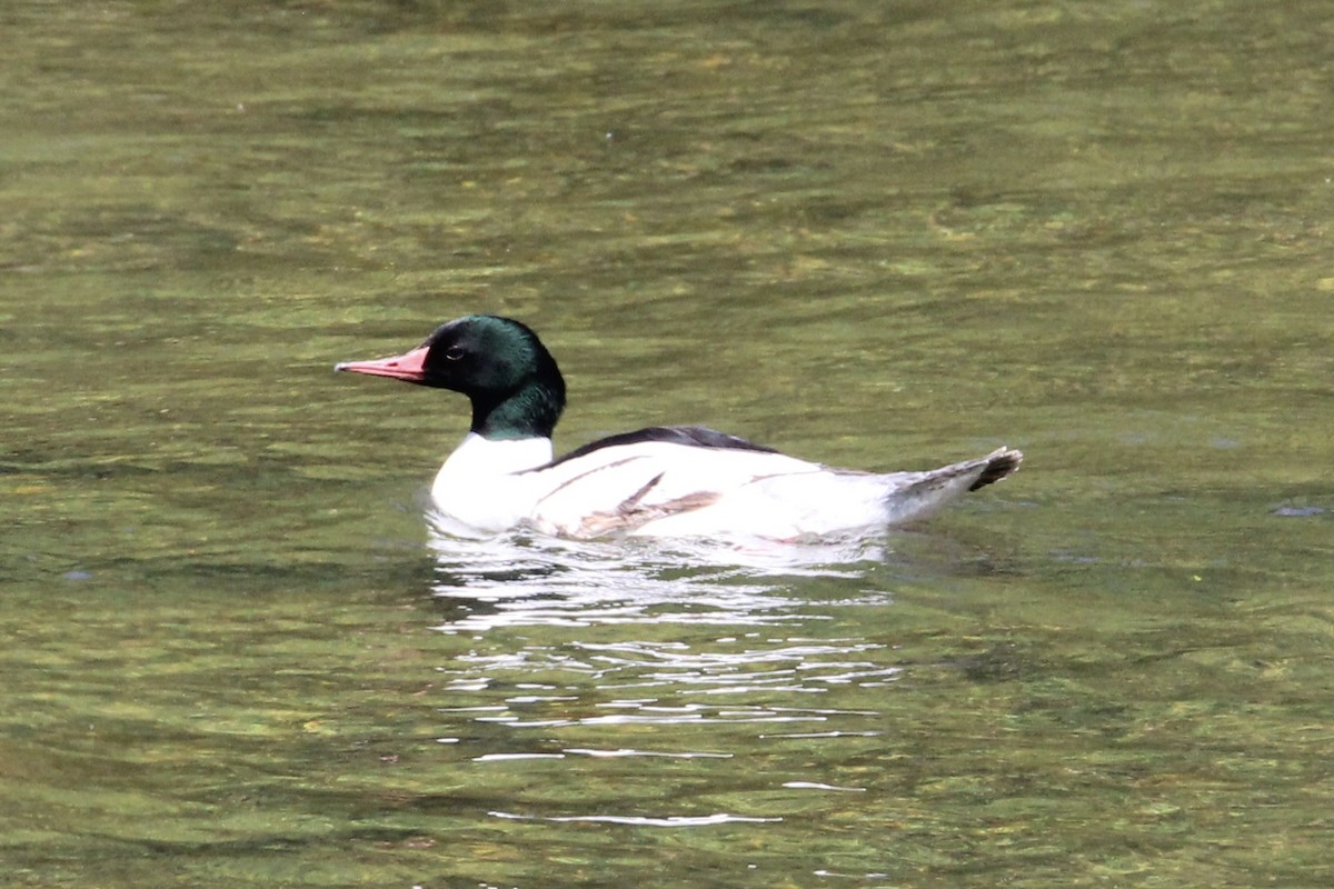 Common Merganser - Kristin Fuoco