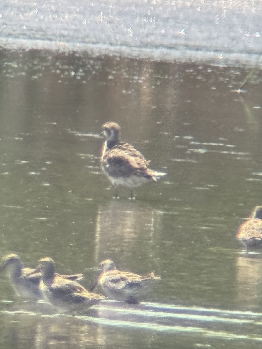 golden-plover sp. - ML618337964