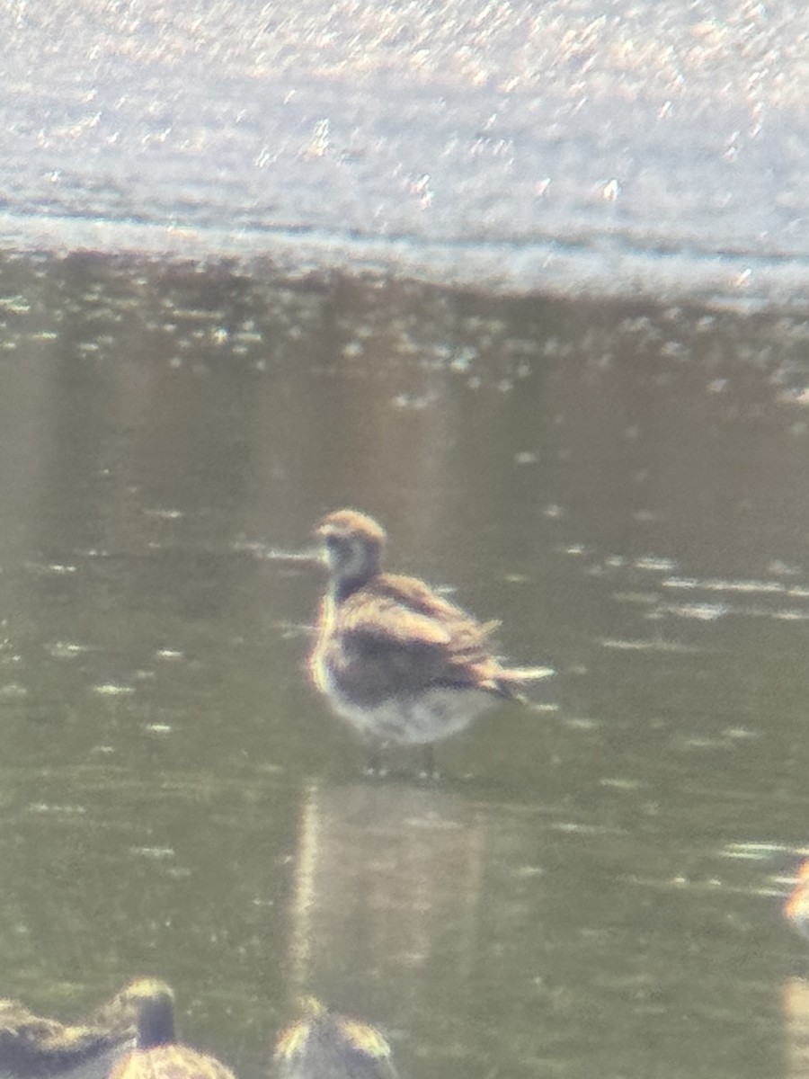 golden-plover sp. - ML618338002