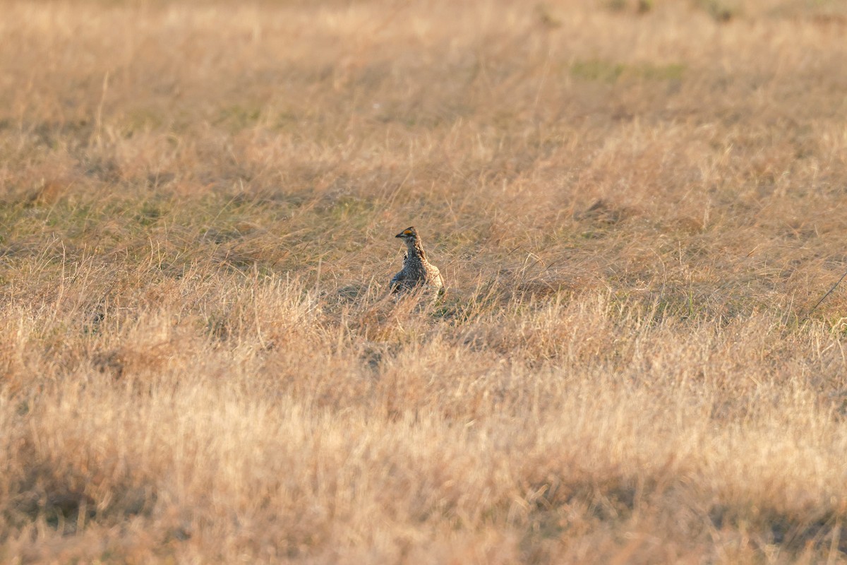 Sharp-tailed Grouse - ML618338034