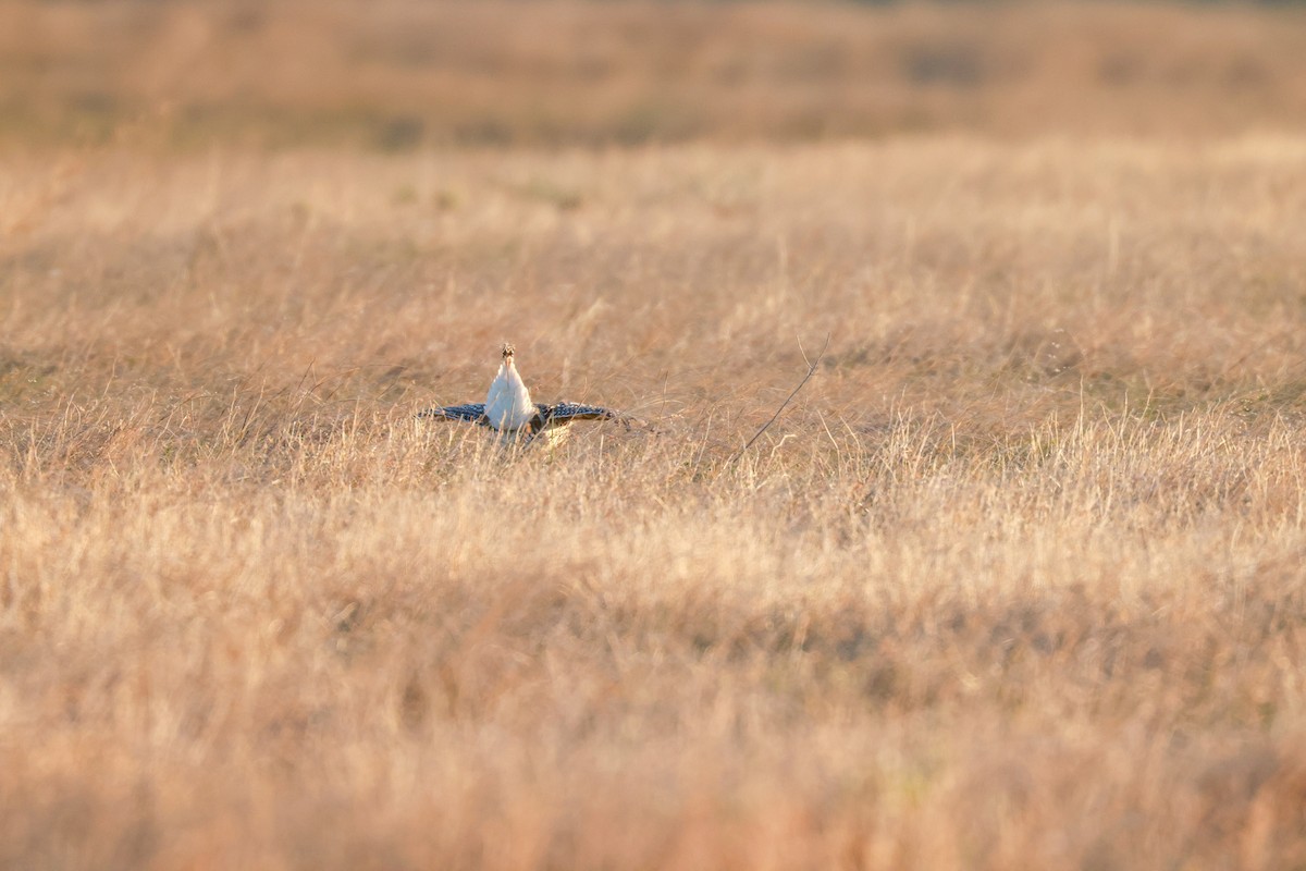 Sharp-tailed Grouse - ML618338035