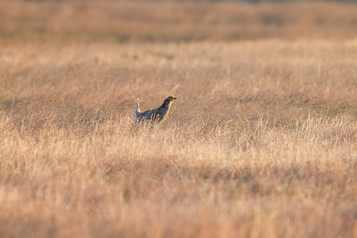 Sharp-tailed Grouse - ML618338038