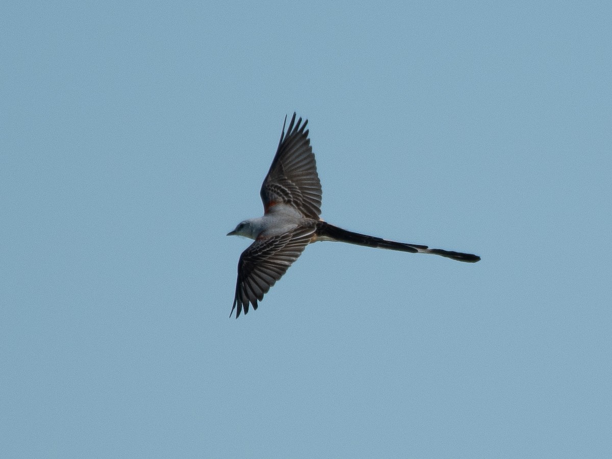 Scissor-tailed Flycatcher - Ava Kornfeld