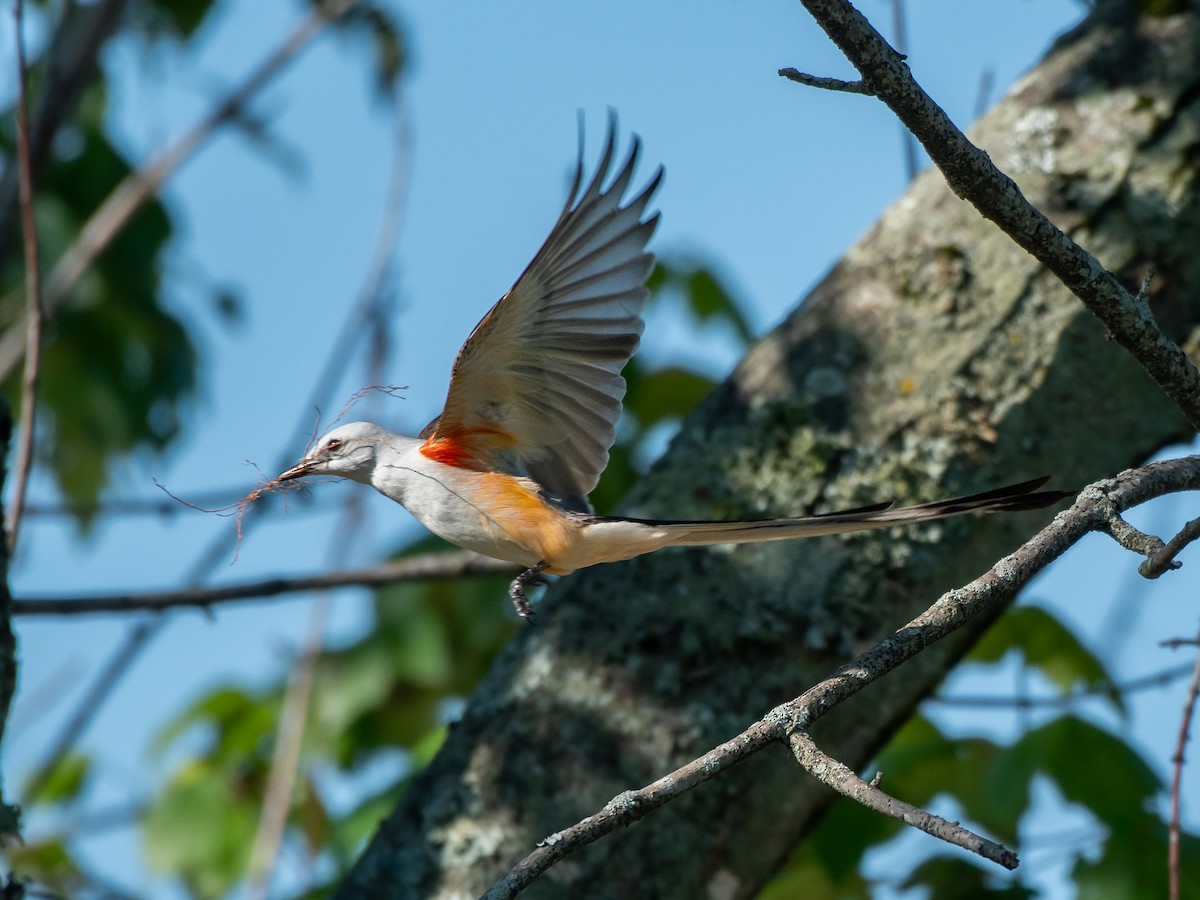 Scissor-tailed Flycatcher - Ava Kornfeld