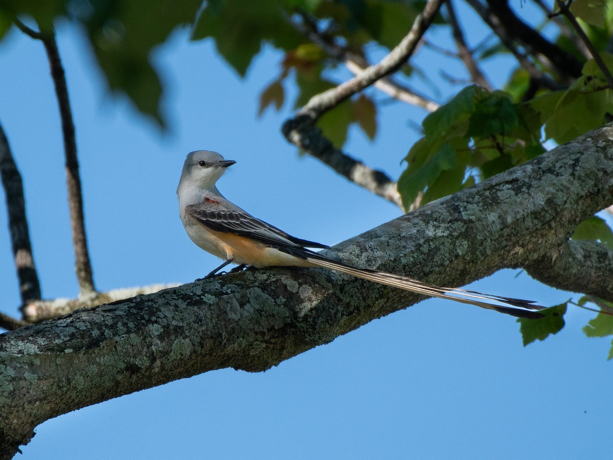 Scissor-tailed Flycatcher - Ava Kornfeld