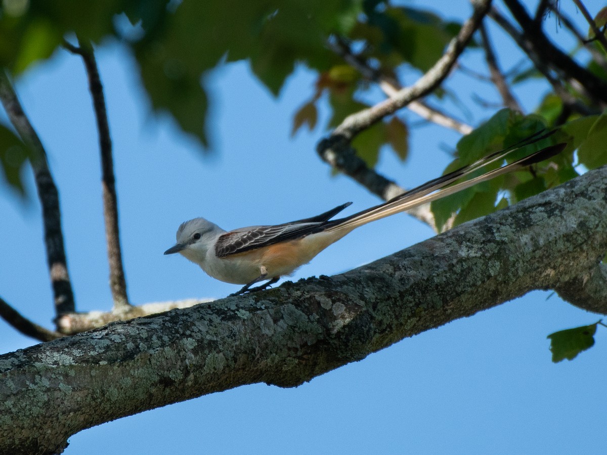 Scissor-tailed Flycatcher - ML618338089