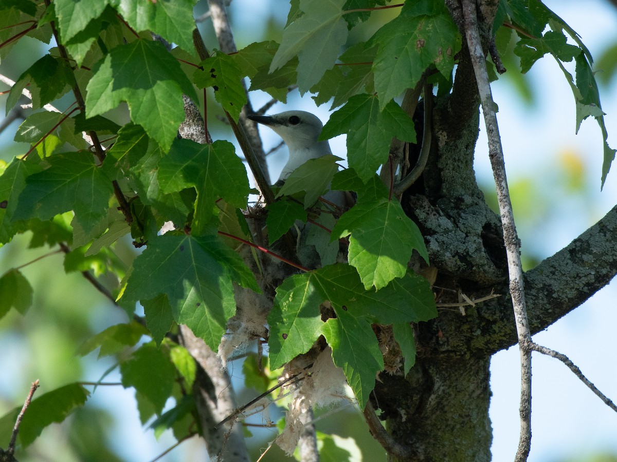 Scissor-tailed Flycatcher - Ava Kornfeld