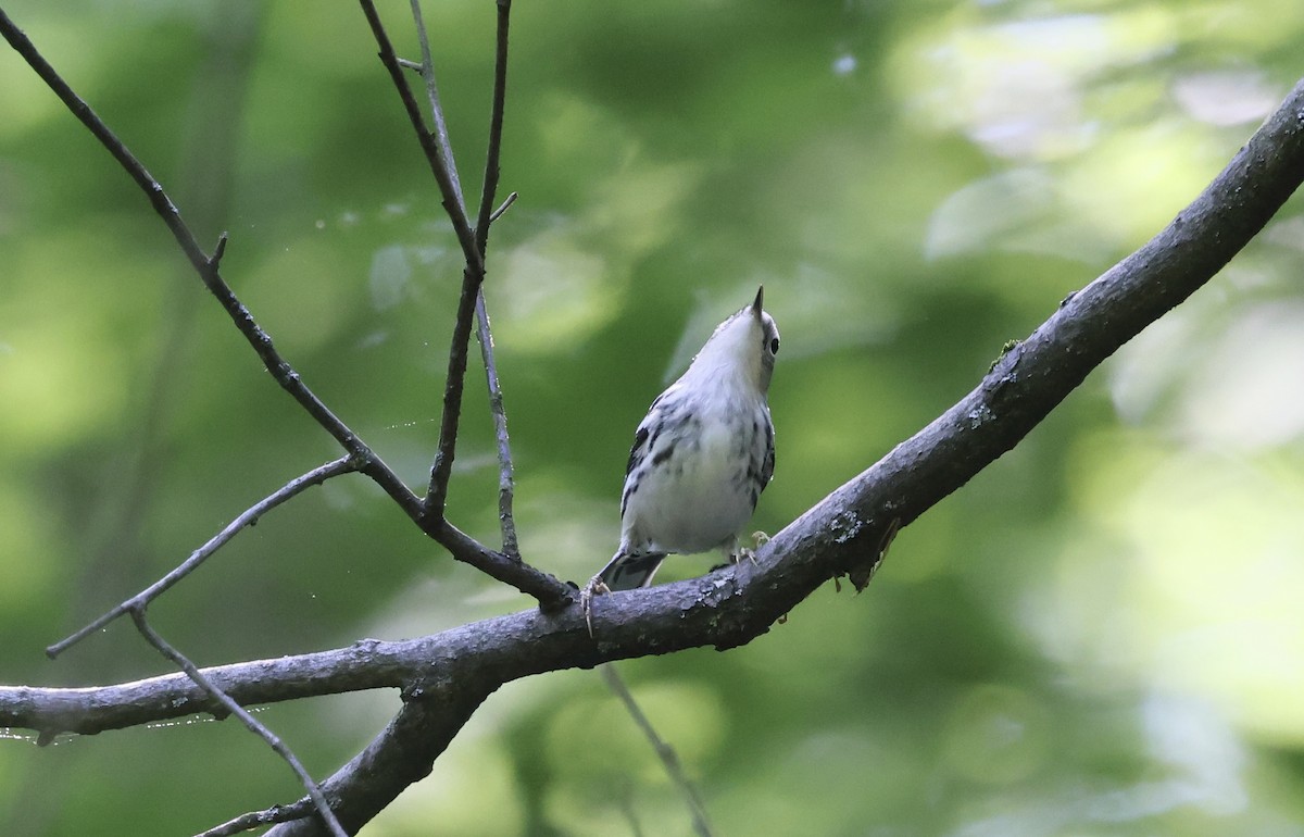 Black-and-white Warbler - Anne Bielamowicz