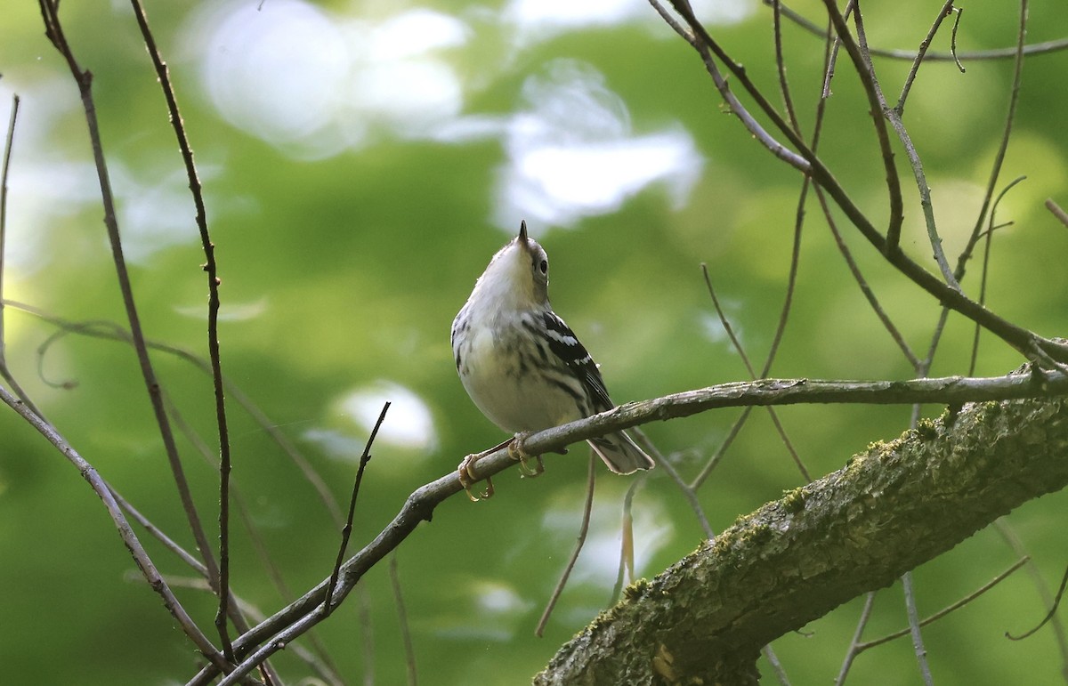 Black-and-white Warbler - Anne Bielamowicz