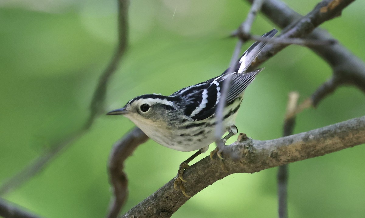 Black-and-white Warbler - Anne Bielamowicz