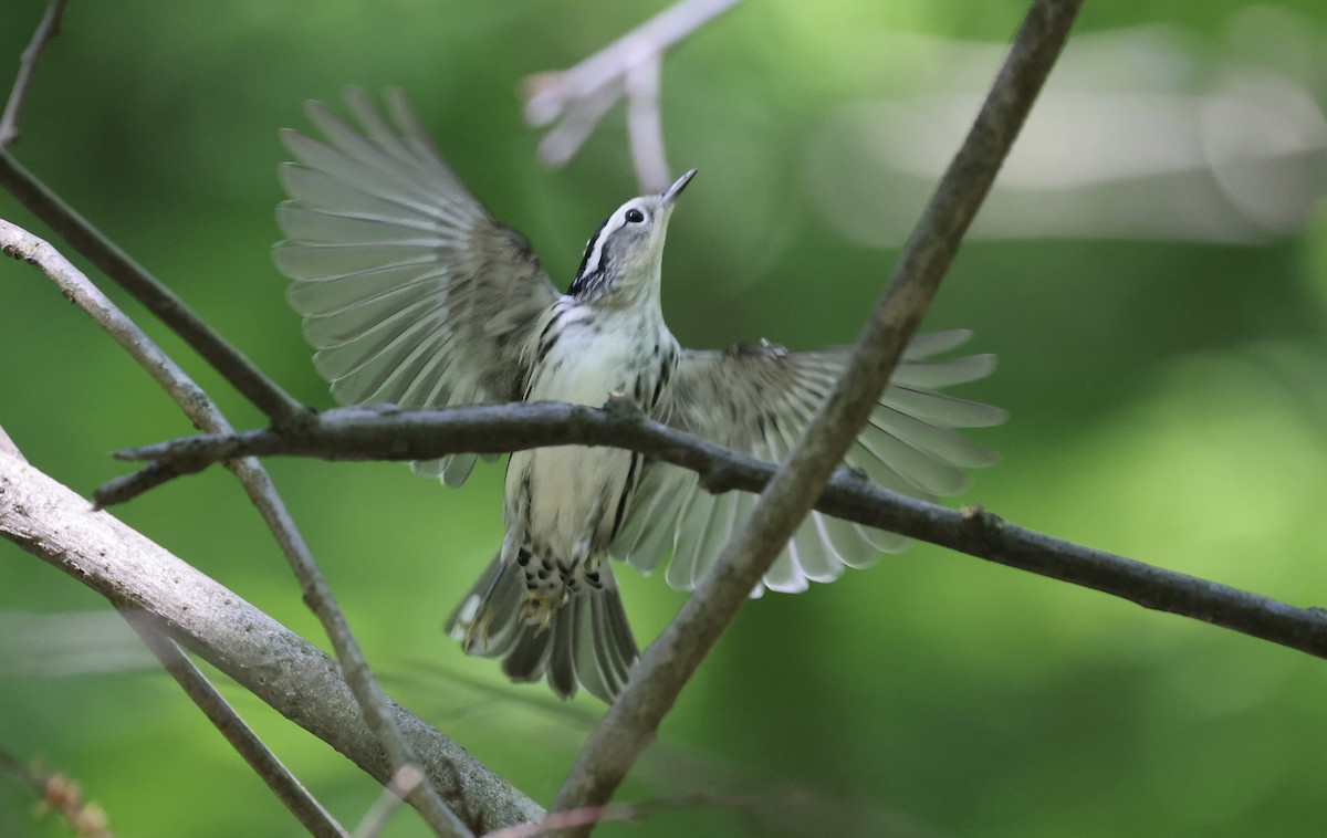 Black-and-white Warbler - ML618338135