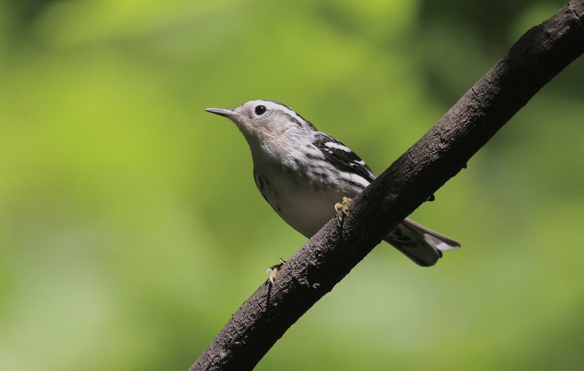 Paruline noir et blanc - ML618338138