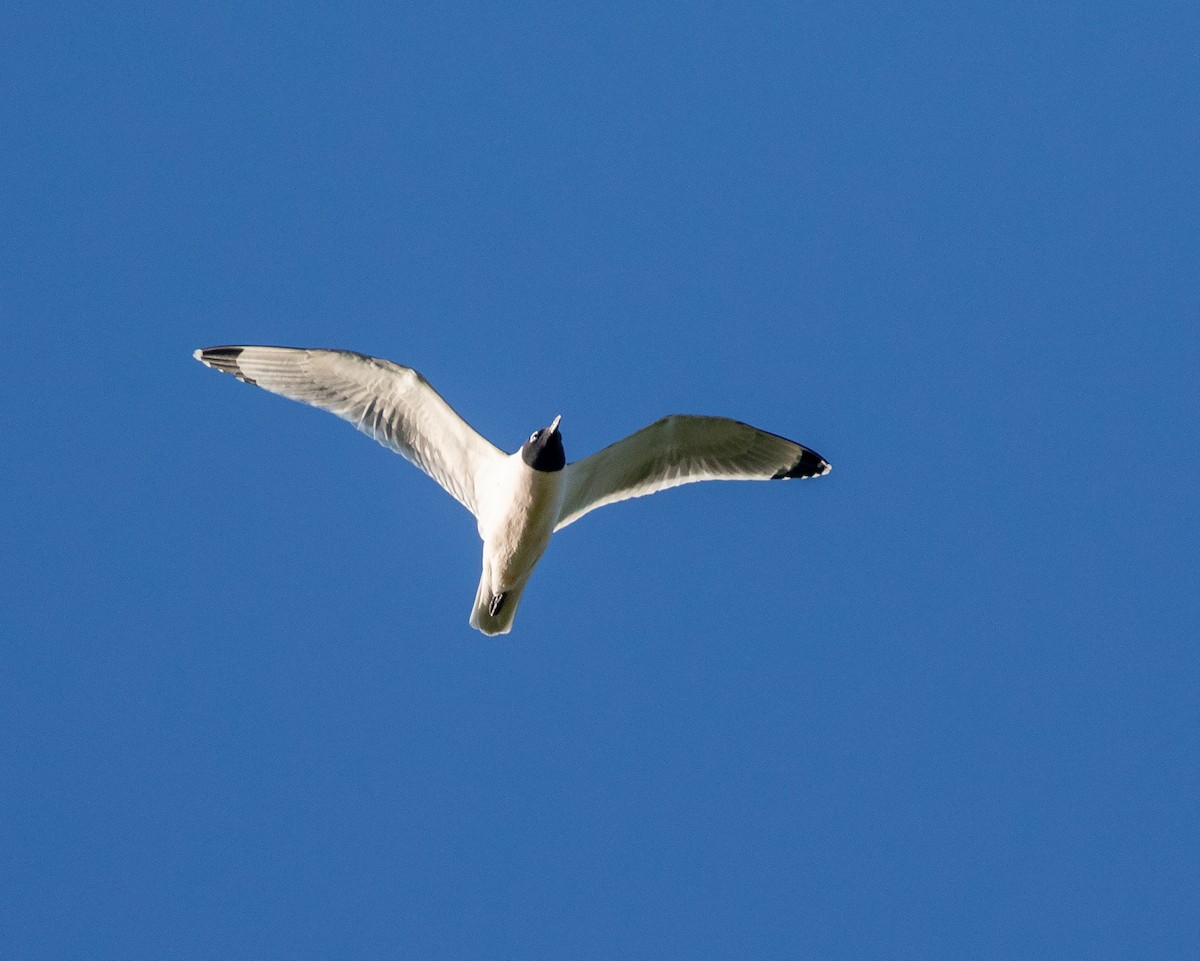 Franklin's Gull - ML618338146