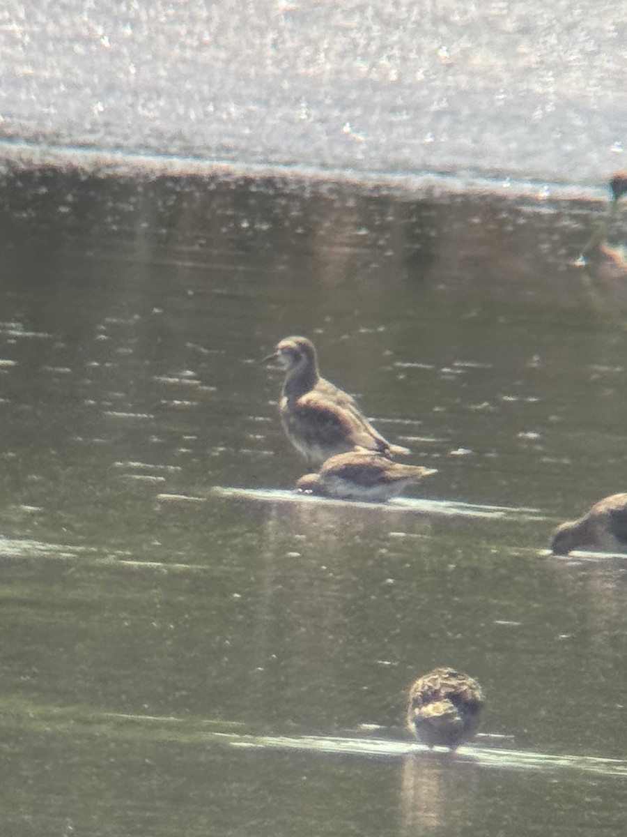 golden-plover sp. - ML618338168