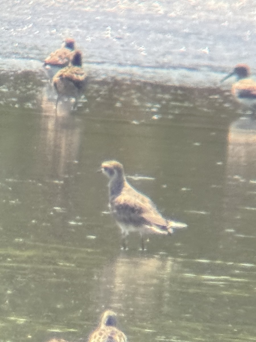 golden-plover sp. - ML618338170