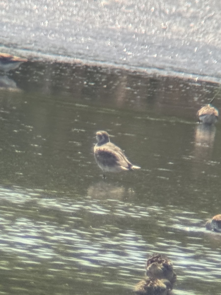 golden-plover sp. - ML618338171