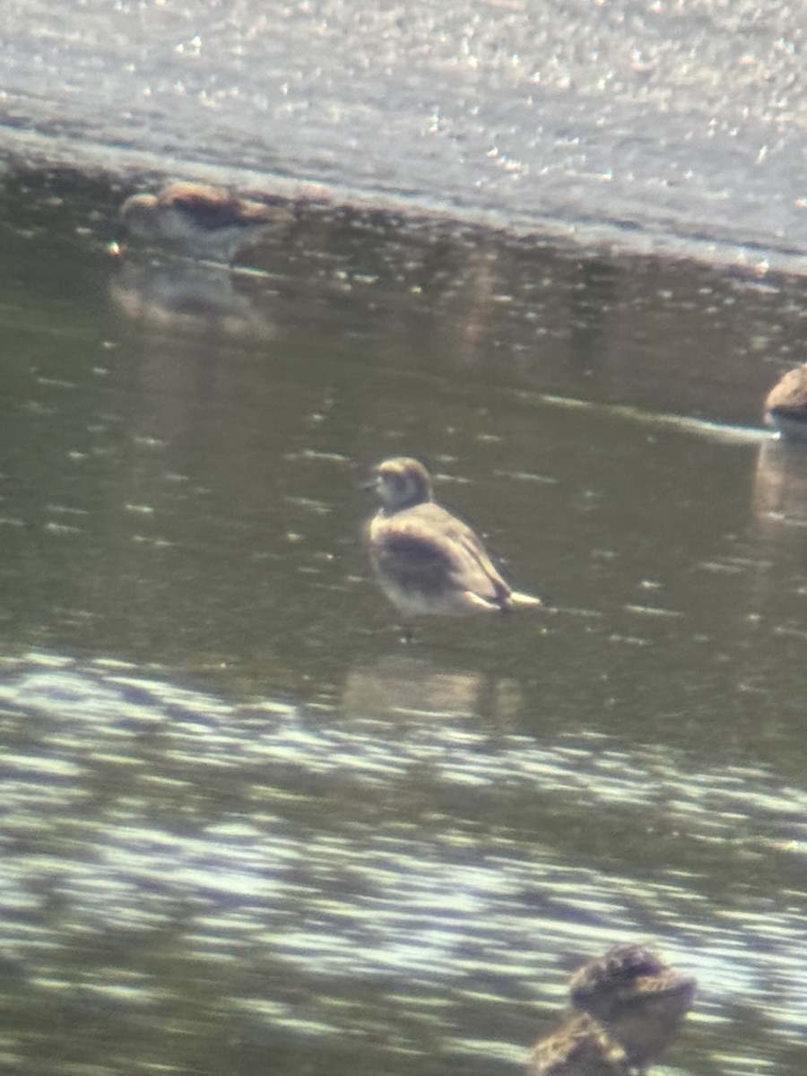 golden-plover sp. - ML618338175