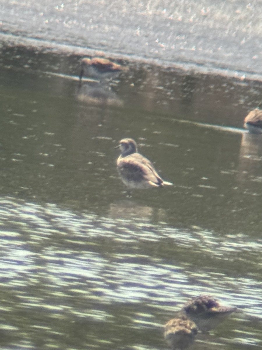 golden-plover sp. - ML618338176