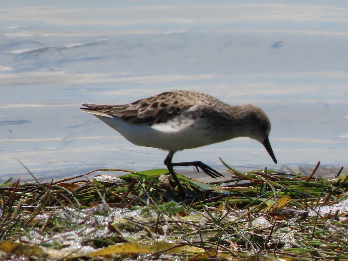 Semipalmated Sandpiper - Cathleen Burns