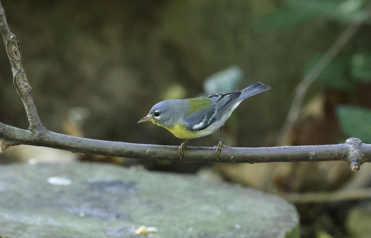 Northern Parula - ML618338218