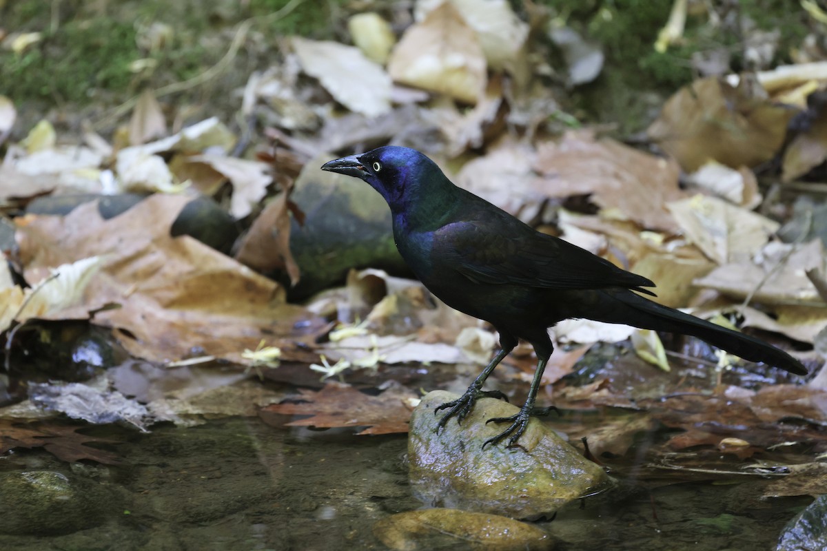 Common Grackle - ML618338268
