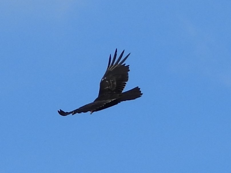 Turkey Vulture - ML618338282