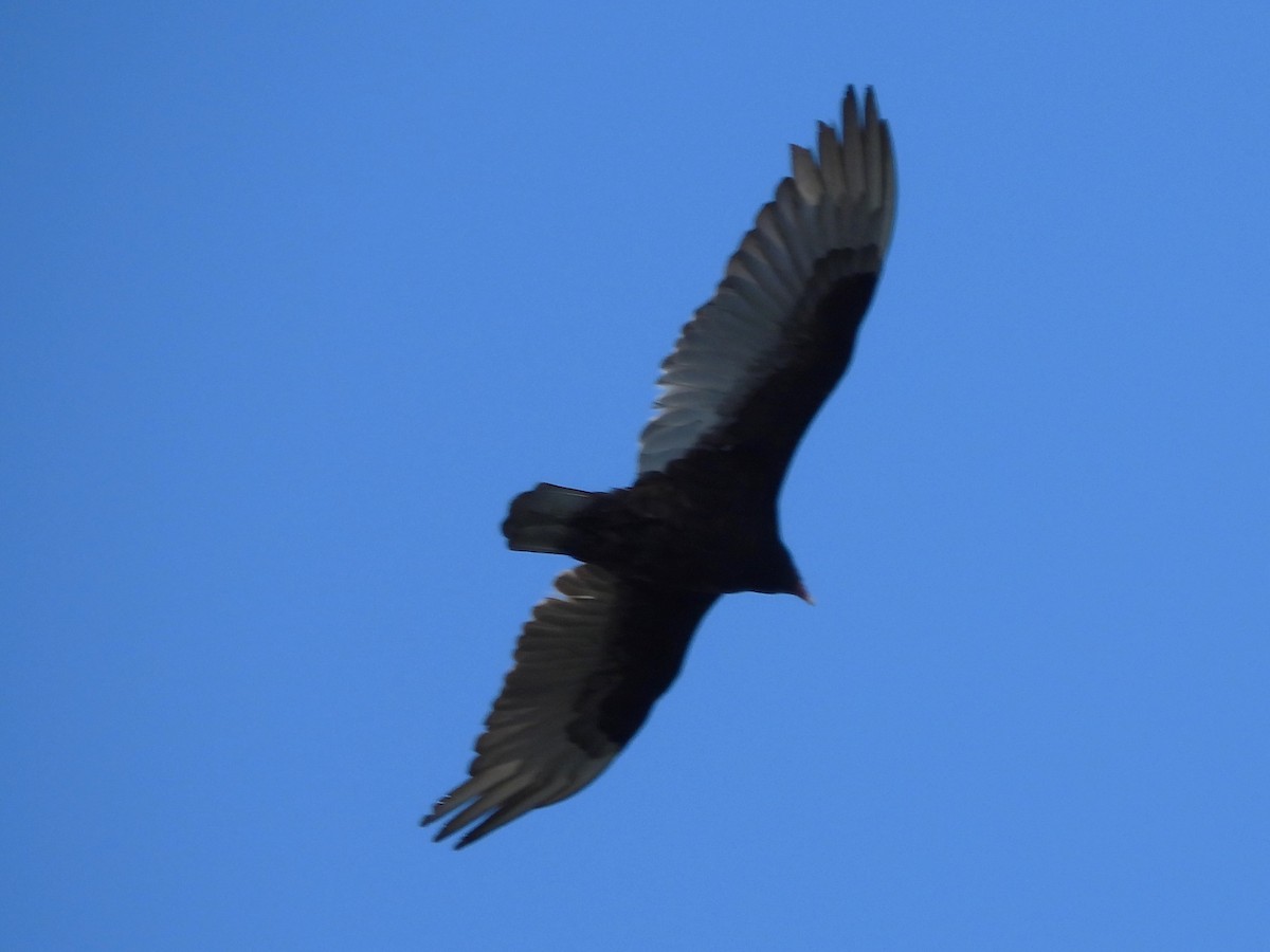 Turkey Vulture - ML618338283