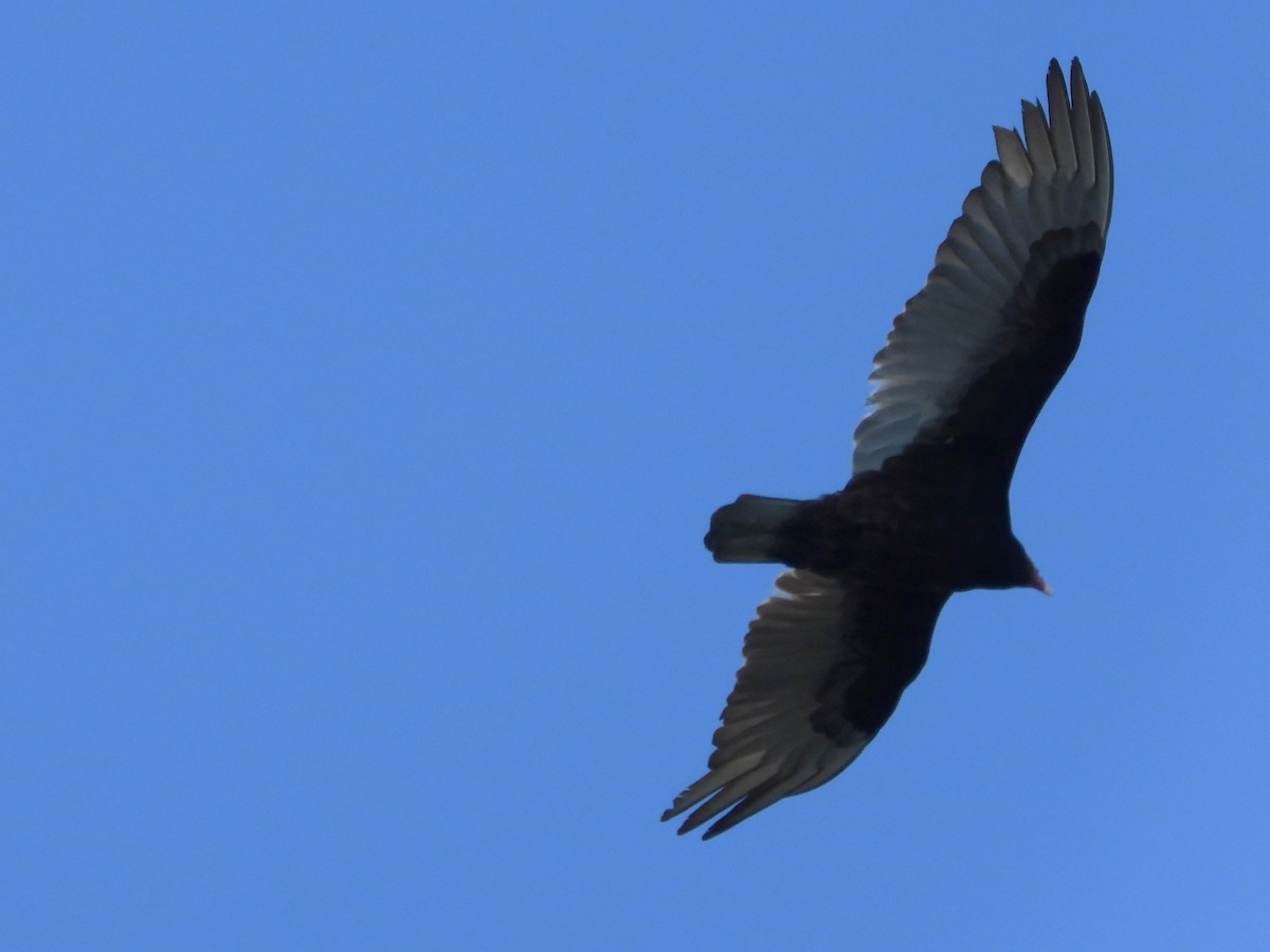 Turkey Vulture - ML618338284