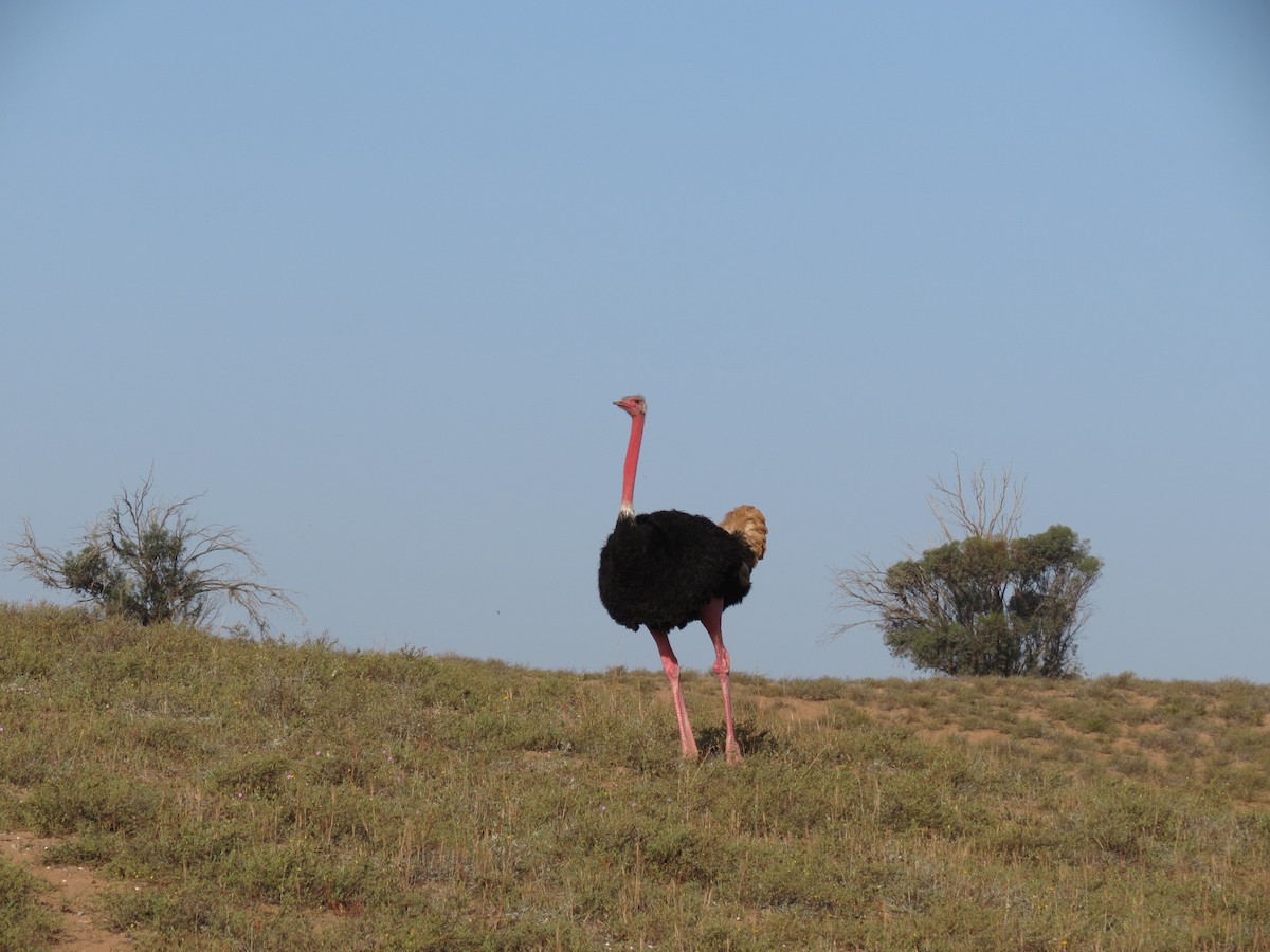 Common Ostrich - Roger Foxall