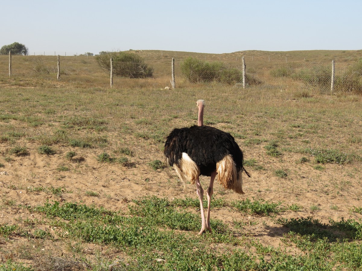 Common Ostrich - Roger Foxall