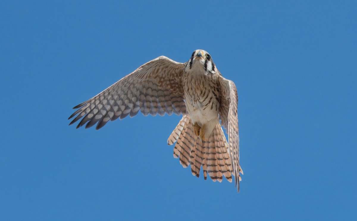 American Kestrel - Corey S.