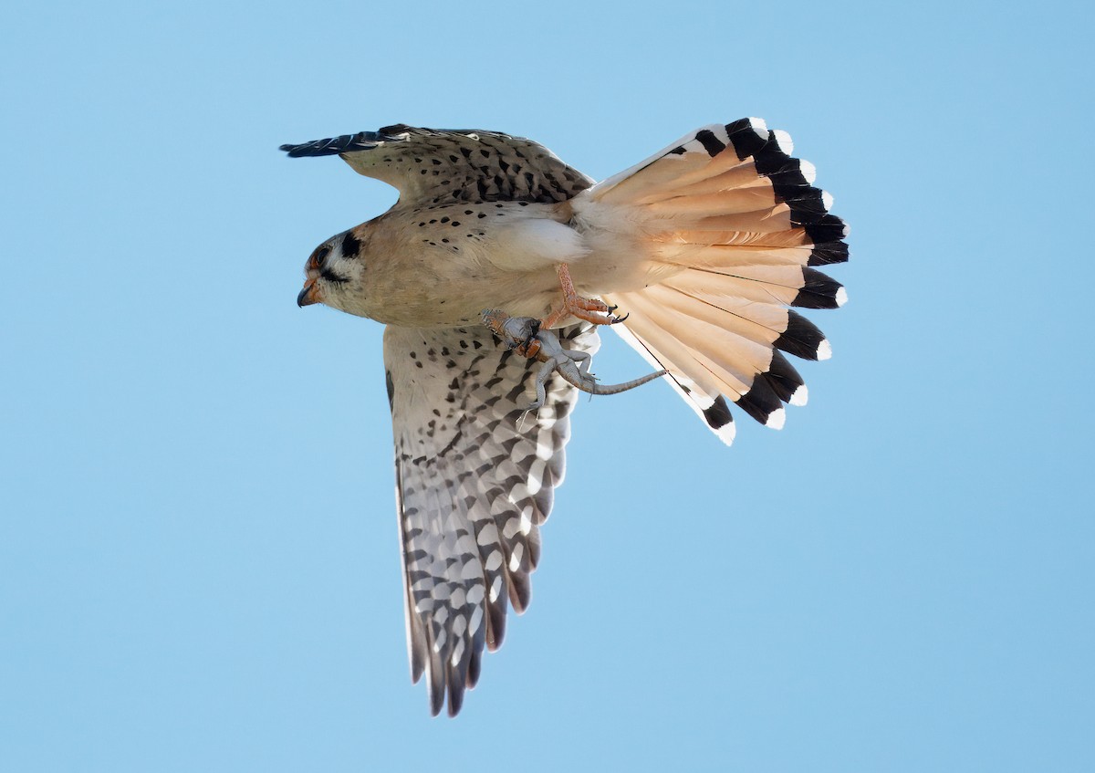 American Kestrel - ML618338351