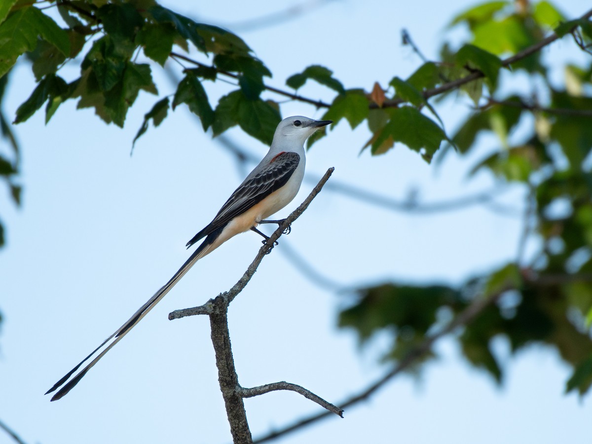 Scissor-tailed Flycatcher - ML618338352