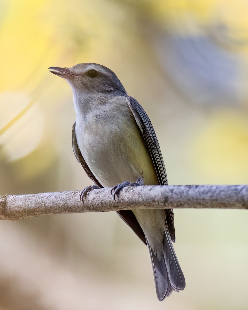 Warbling Vireo - Kelly White