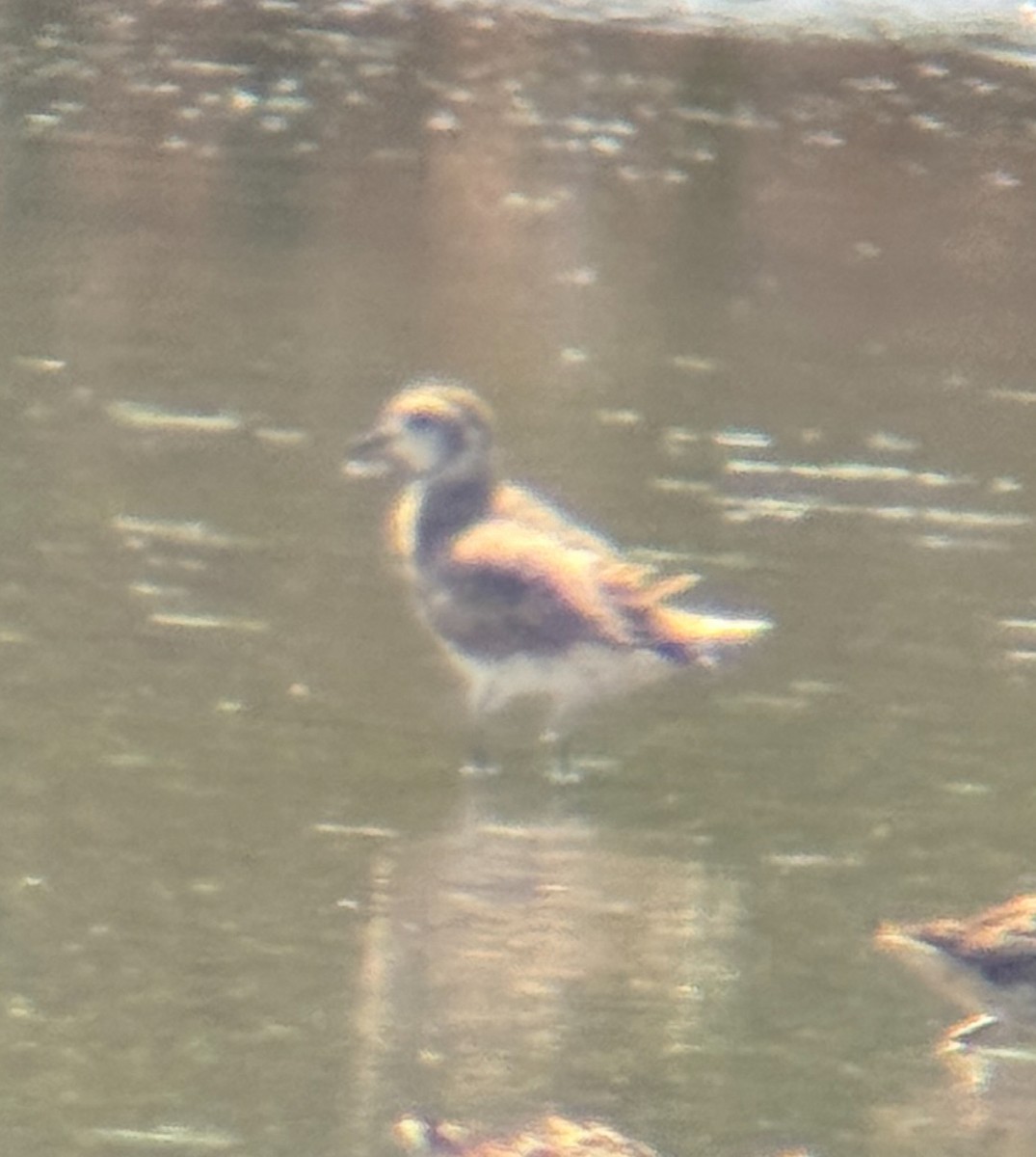 golden-plover sp. - ML618338383