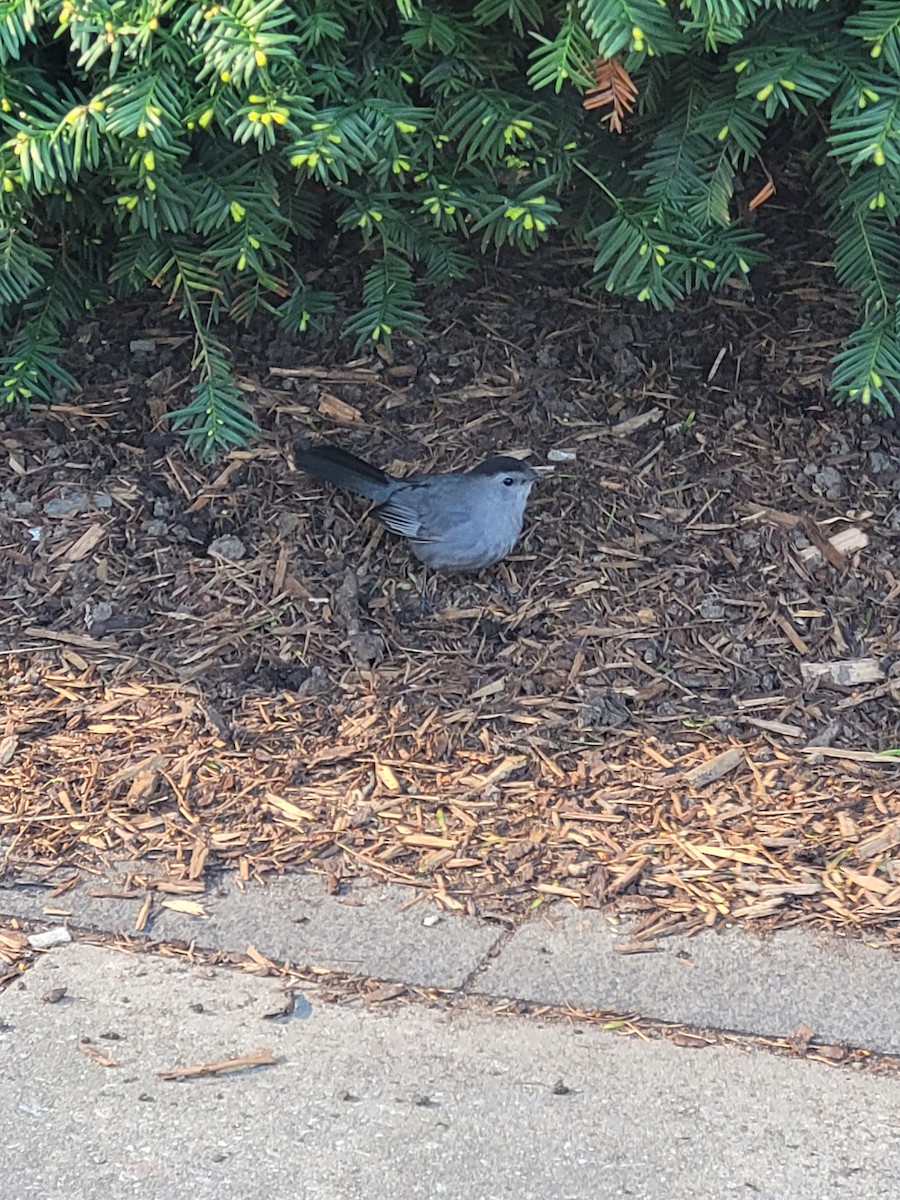 Gray Catbird - Lindsay Sapinsky