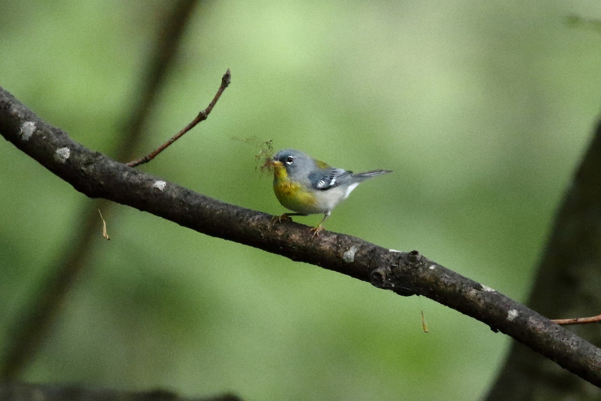 Northern Parula - ML618338418