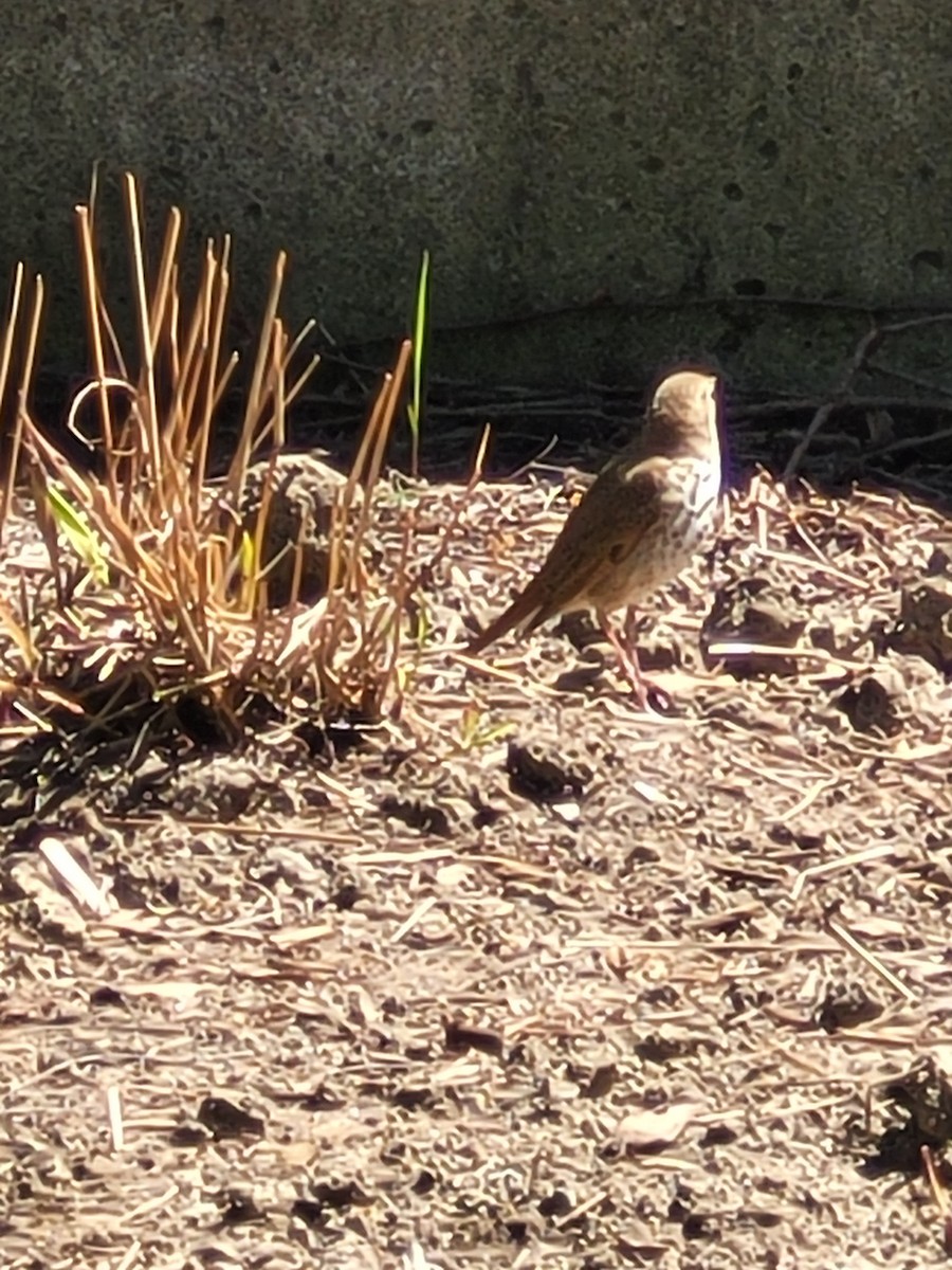 Hermit Thrush - ML618338424