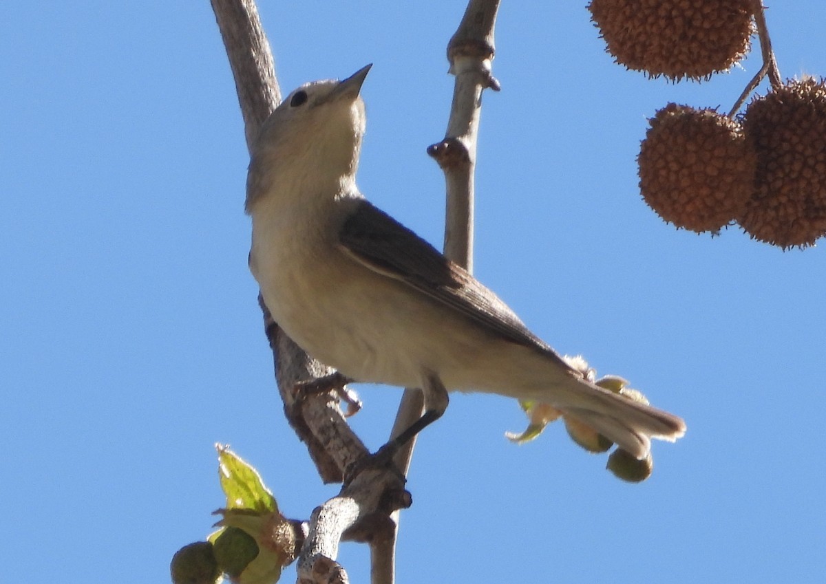 Lucy's Warbler - Rodney Macready