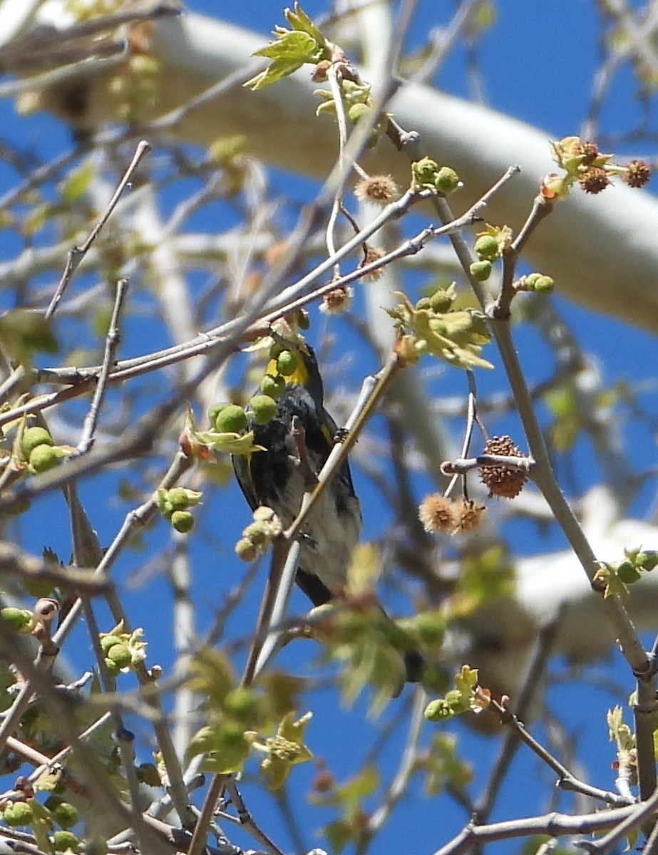 Yellow-rumped Warbler - ML618338450