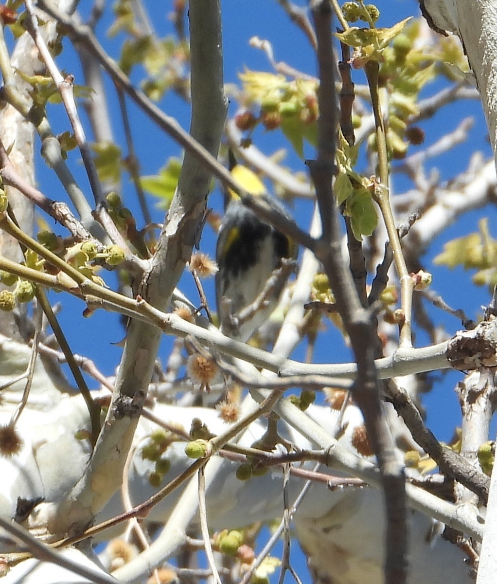 Yellow-rumped Warbler - ML618338451