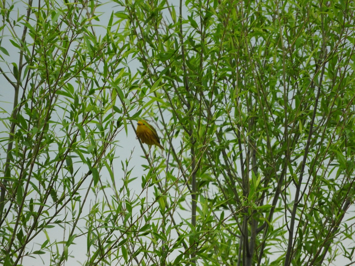 Yellow Warbler - ML618338452