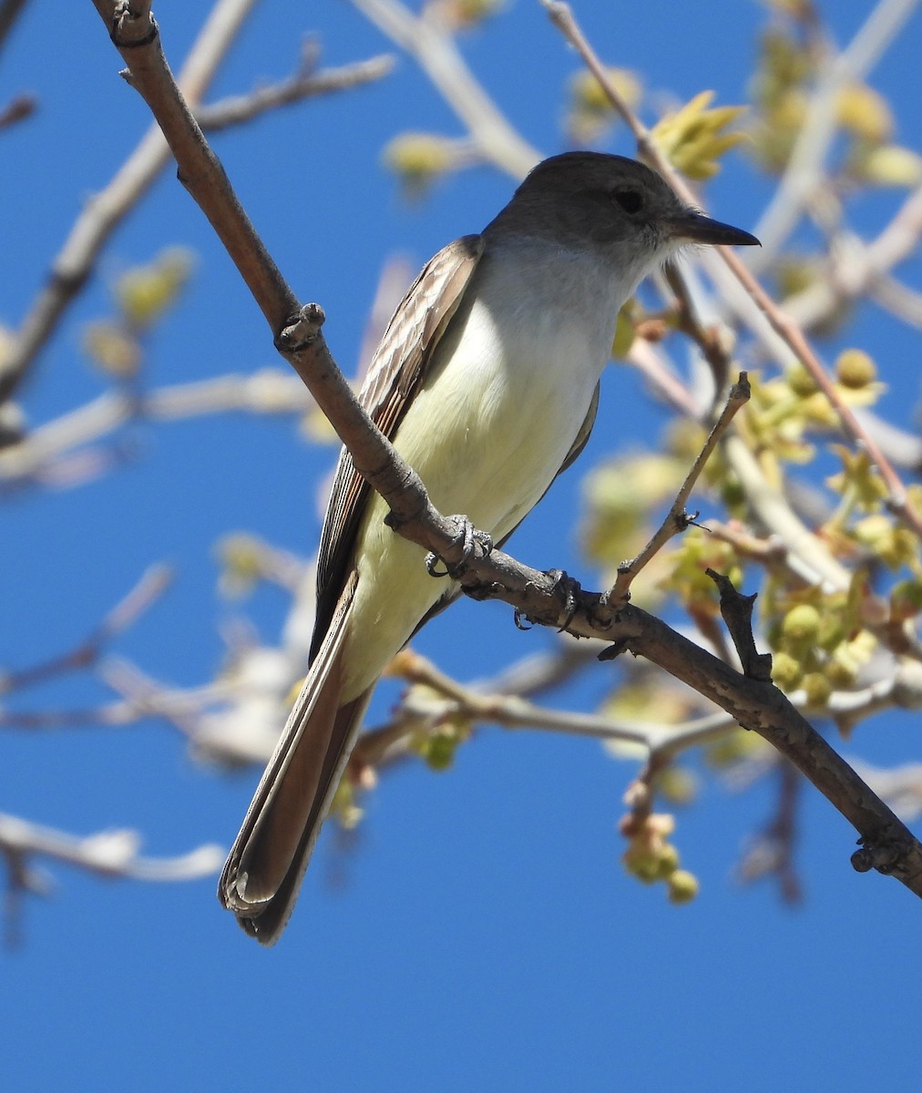 Ash-throated Flycatcher - ML618338467