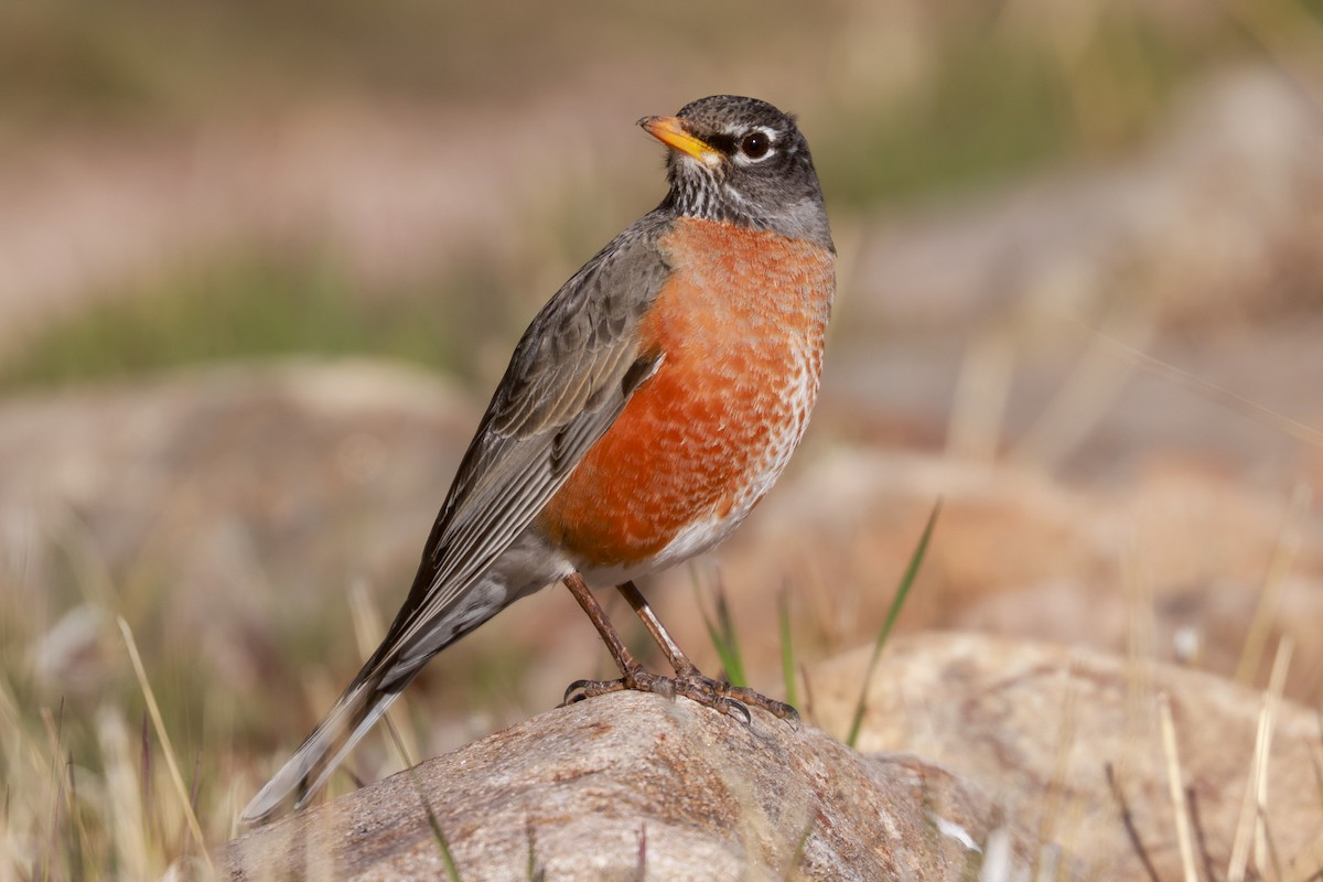 American Robin - ML618338471