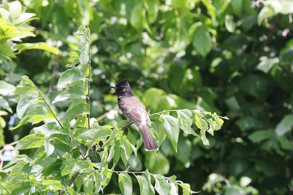 Red-vented Bulbul - ML618338496