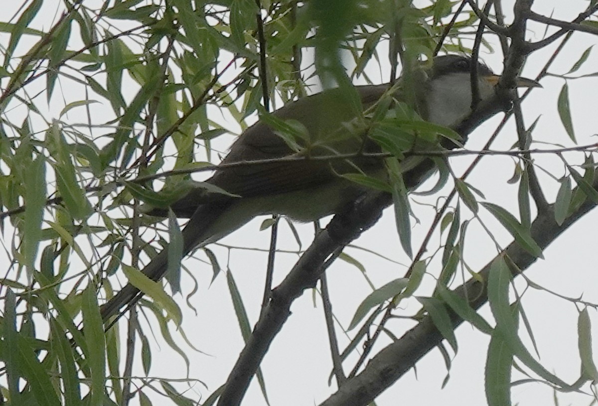 Yellow-billed Cuckoo - ML618338500