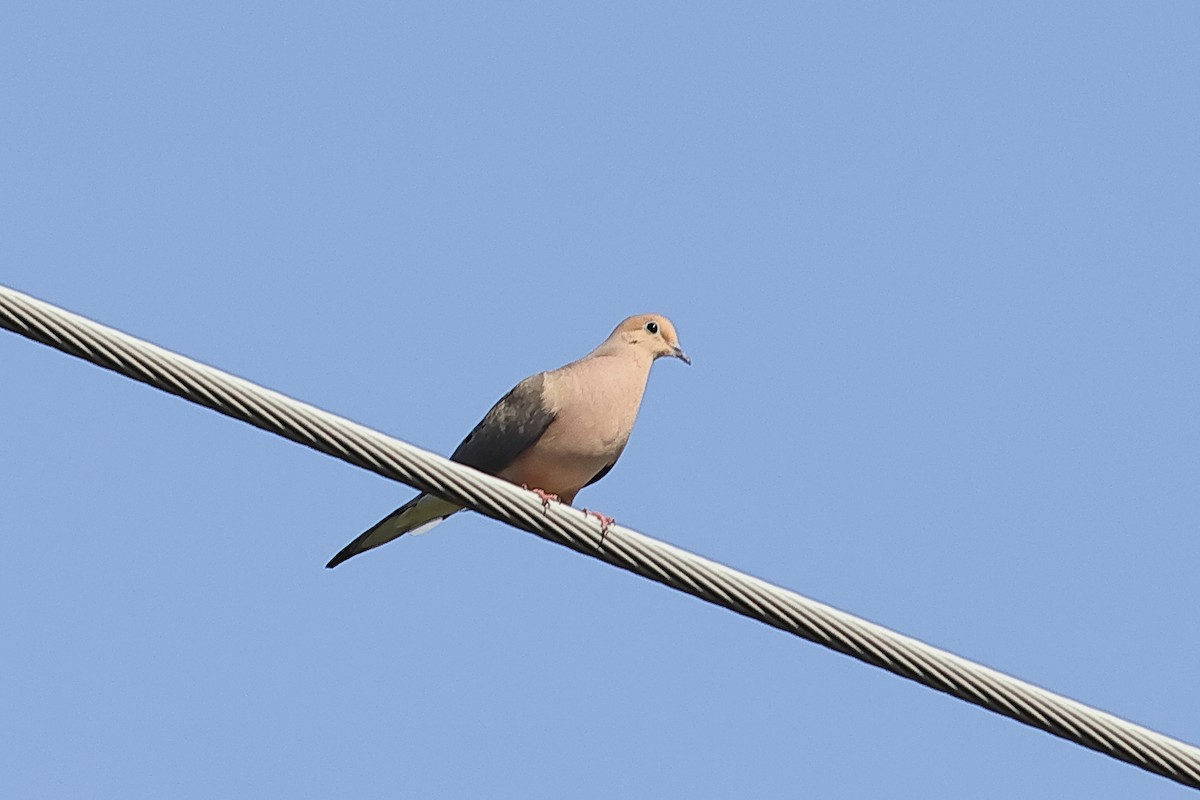 Mourning Dove - ML618338504