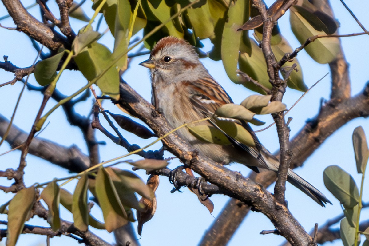 American Tree Sparrow - Nadine Bluemel